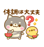 夏の気遣い♡豆柴日和（個別スタンプ：9）