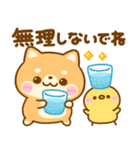 夏の気遣い♡豆柴日和（個別スタンプ：12）