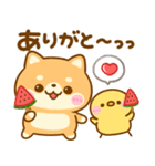 夏の気遣い♡豆柴日和（個別スタンプ：24）