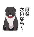 微妙に上から目線な関西弁ドッグ3（個別スタンプ：40）