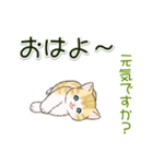 ころころにゃんこ 優しい毎日（個別スタンプ：5）