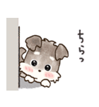 愛犬家のわんこ♡シュナウザー【毎日】（個別スタンプ：16）
