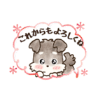 愛犬家のわんこ♡シュナウザー【毎日】（個別スタンプ：20）