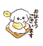 愛犬家さんのわんこ♡マルチーズ【挨拶】（個別スタンプ：1）