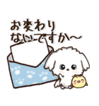 愛犬家さんのわんこ♡マルチーズ【挨拶】（個別スタンプ：20）