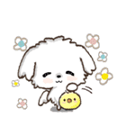 愛犬家さんのわんこ♡マルチーズ【挨拶】（個別スタンプ：27）
