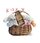 本物のぬいぐるみ♡愛犬わんこ/ふわプク/1（個別スタンプ：10）