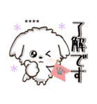 愛犬ワンコdeはんこ【改正版】♡マルチーズ（個別スタンプ：1）