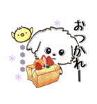 愛犬ワンコdeはんこ【改正版】♡マルチーズ（個別スタンプ：23）
