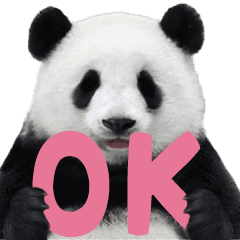[LINEスタンプ] 【実写2】めちゃ動く！やる気のないパンダ