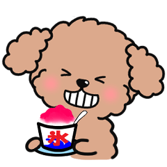 [LINEスタンプ] トイプードルちゃん【夏】