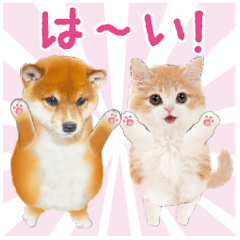 [LINEスタンプ] かわいい犬＆猫❤️飛び出す❤️シバにゃん