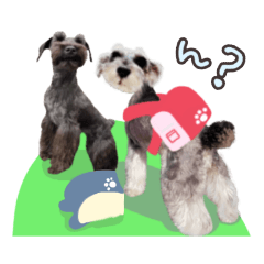 [LINEスタンプ] 犬の日スタンプシュナウザー
