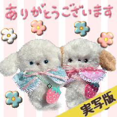 [LINEスタンプ] 本物のぬいぐるみ♡愛犬わんこ/ふわプク/2